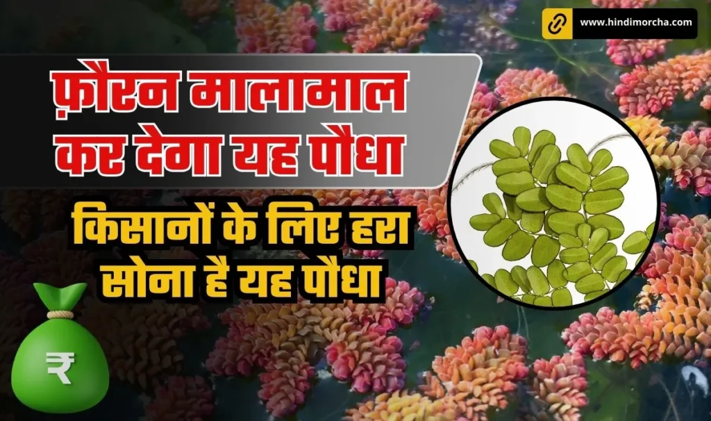 Azolla Farming Business Tips— फ़ौरन मालामाल होना है तो गेहूं-मक्का नही, इस पौधे की करिए खेती, कसम से किसानों के लिए हरा सोना है यह पौधा