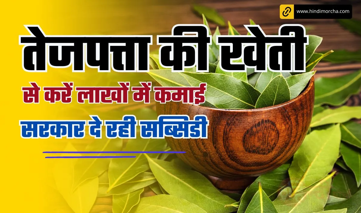 Bay leaf Farming Business Idea: खेती से तगड़ा मुनाफ़ा के लिए लगायें ये पौधा, लाखों में कमाई और साथ में मिलेगा सरकार से सब्सिडी