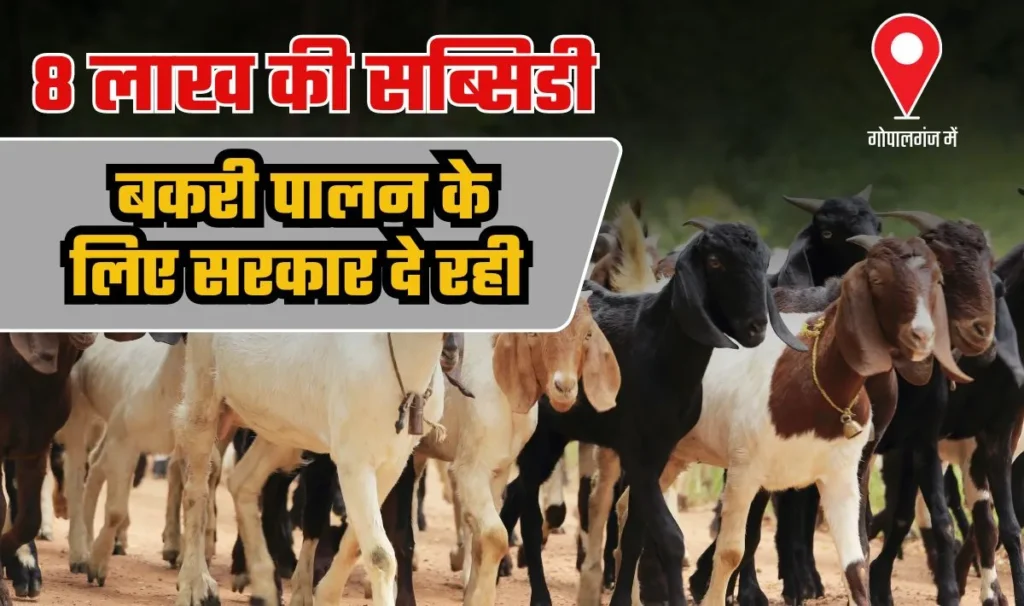 Goat Farming Subsidy Gopalganj— बकरी पालन के लिए सरकार दे रही 8 लाख रूपये की सब्सिडी, आवेदन की प्रक्रिया ऑनलाइन शुरू