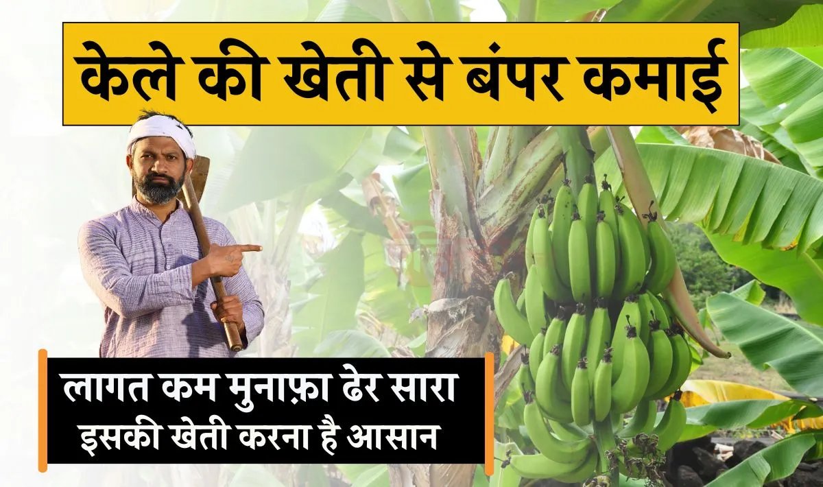 Kele ki Kheti Karne Ki Vidhi: लाखों में कमाई के लिए शुरू करें केले की खेती, लागत कम लेकिन मुनाफ़ा ढेर सारा