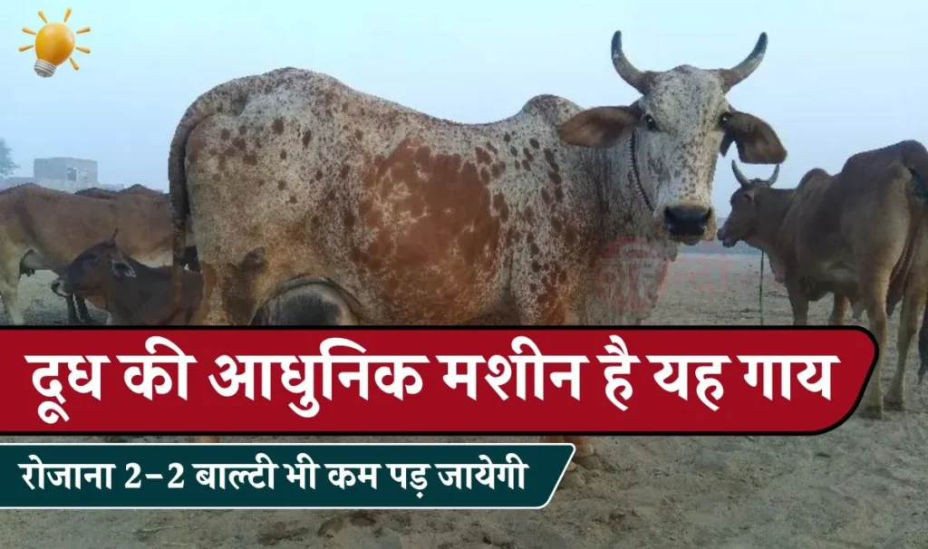 Rathi Cow Milk Production: दूध की आधुनिक मशीन है यह गाय, रोजाना 2-2 बाल्टी भी कम पड़ जायेगी, मेहनत व लागत कम पर कमाई जबरदस्त