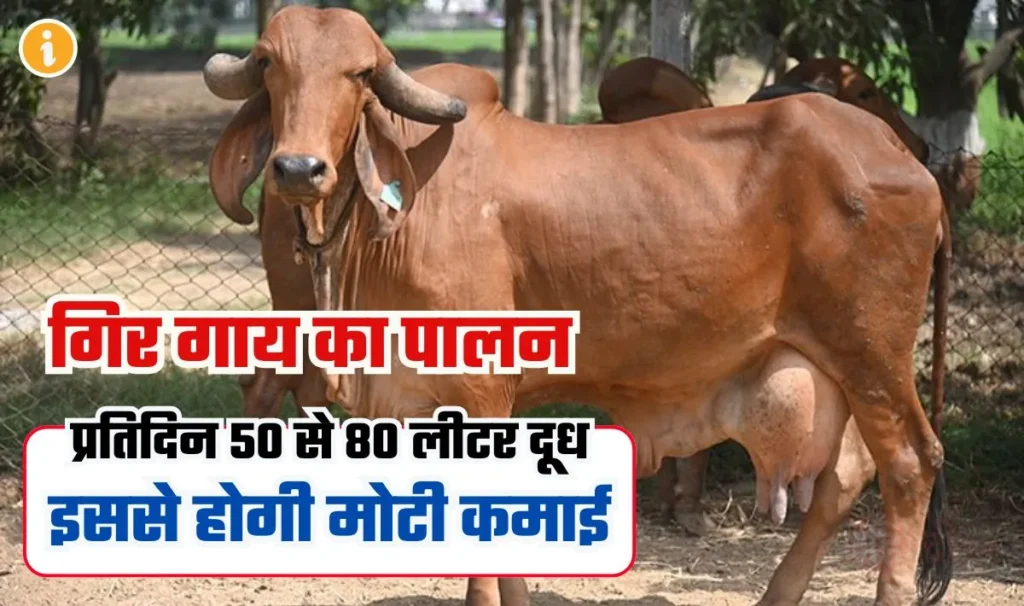 Animal Husbandry Business Idea— यह गाय सोने का अंडा देने वाली मुर्गी से कम नही, प्रतिदिन 50-80 लीटर देती है दूध