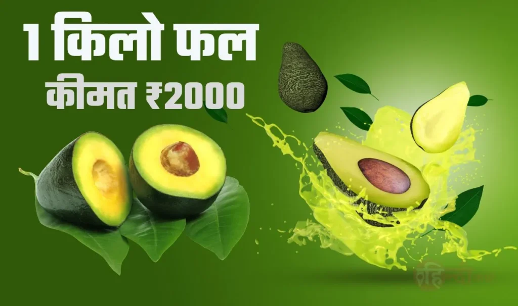 Avocado Farming Business— अगर चाहते हैं धन बरसा तो शुरू कीजिये आज से हि यह बिज़नेस, 1 किलो फल की कीमत ₹2000