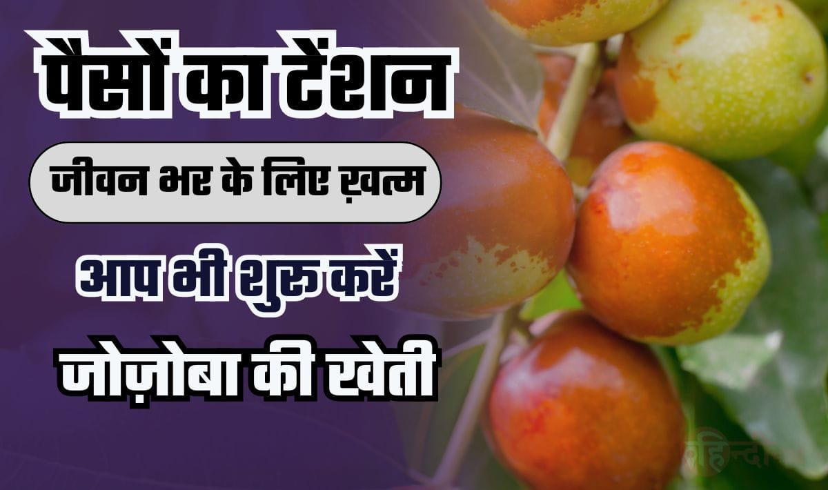 Jojoba Business Idea— पैसों का टेंशन जीवन भर के लिए खत्म, जब तक जीवन तब तक मोटा मुनाफ़ा, आइये जानते है बिज़नस आईडिया के बारे में
