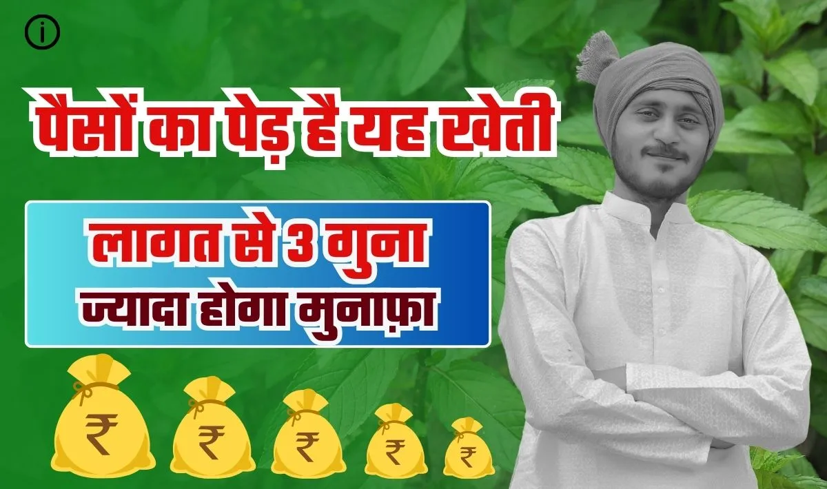 Mentha Business Idea— किसानों के लिए पैसों का पेड़ है पुदीना की खेती, जितना लगाओगे उससे 3 गुना ज्यादा होगा मुनाफ़ा, सिर्फ इतनी लागत