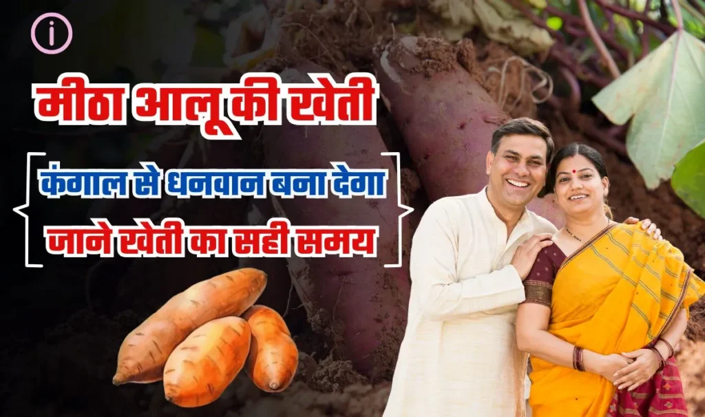 Sweet Potatoes Business Idea— कंगाल से धनवान बनना चाहते हैं तो शुरू करें मीठा आलू की खेती, आइये बताते हैं खेती करने का सरल तरीका