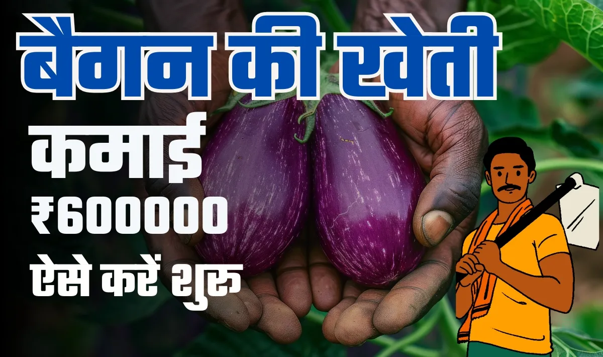 Brinjal farming Business Idea— गरीब से आमिर बनने के लिए बैगन की खेती है परफेक्ट, सालाना 6 लाख रूपये का होगा मुनाफ़ा