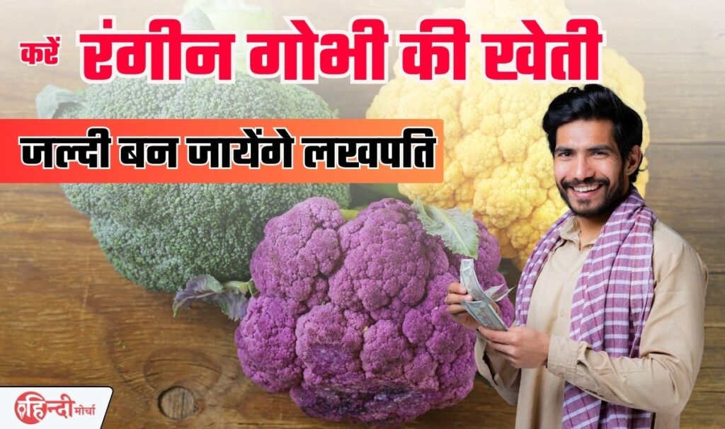 Cauliflower Farming Business Idea— साधारण गोभी की खेती छोड़ करिए रंगीन गोभी की खेती, 100% लखपति बनने में समय नही लगेगा