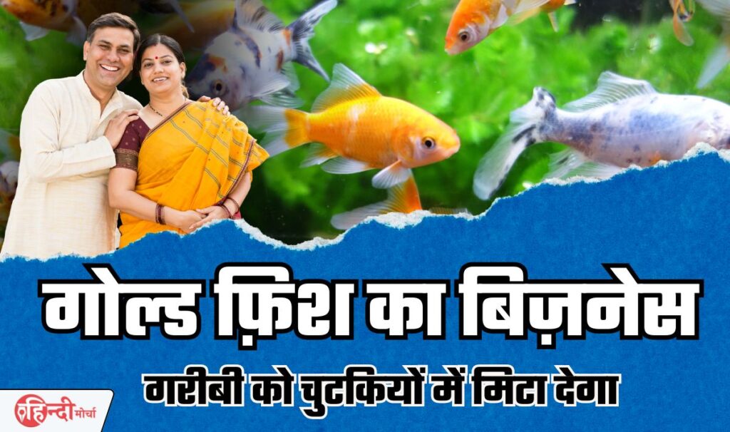 Gold Fish Farming Business Idea— आपके गरीबी को चुटकियों में मिटा देगा यह कमाल का बिज़नेस आईडिया, हर घर में मानी जाती है शुभ